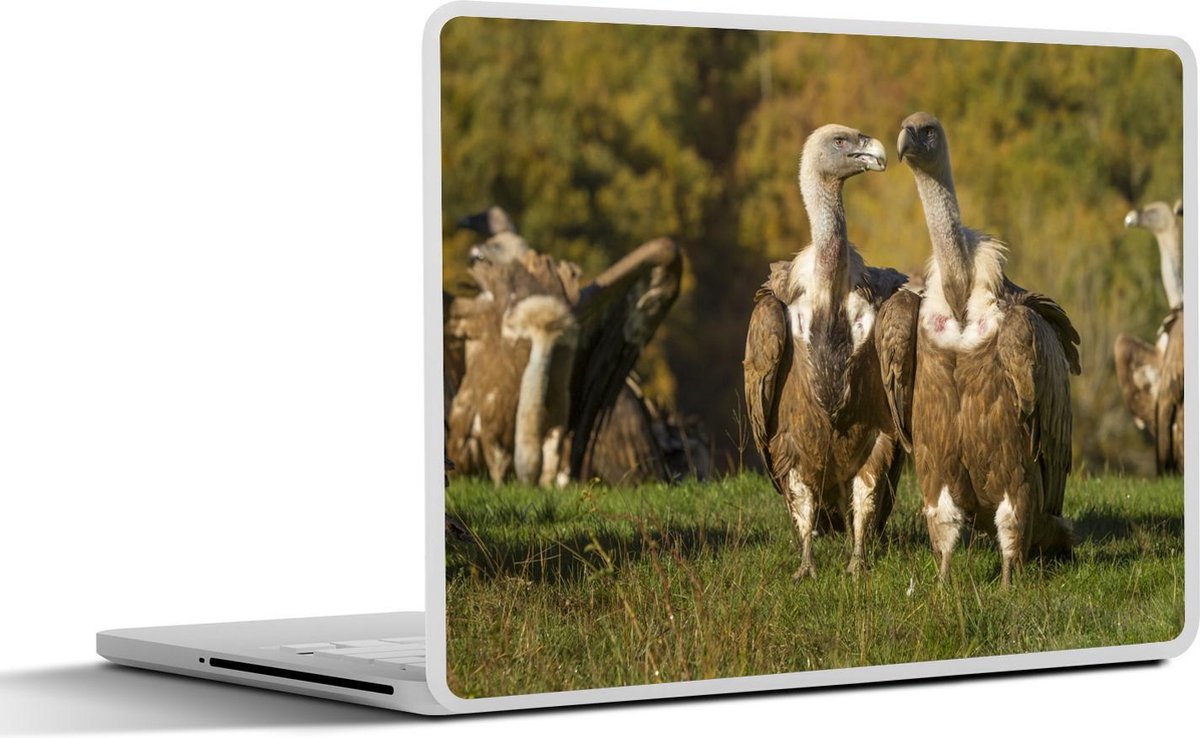 Laptop sticker - 10.1 inch - Aantal vale gieren op een grasveld