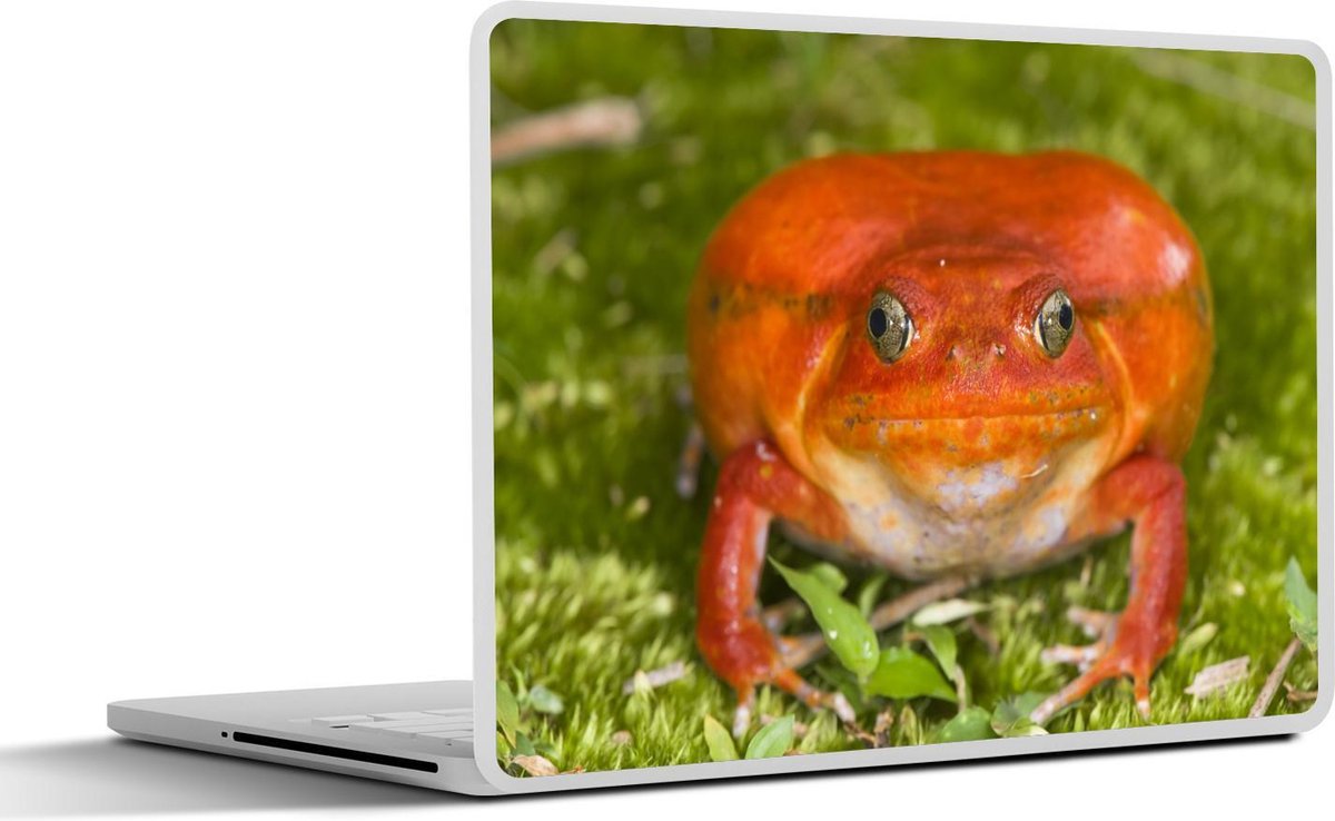 Laptop sticker - 10.1 inch -  een oranje kikker