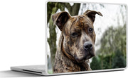 Laptop sticker - 10.1 inch -  een Amerikaanse staffordshire terriër