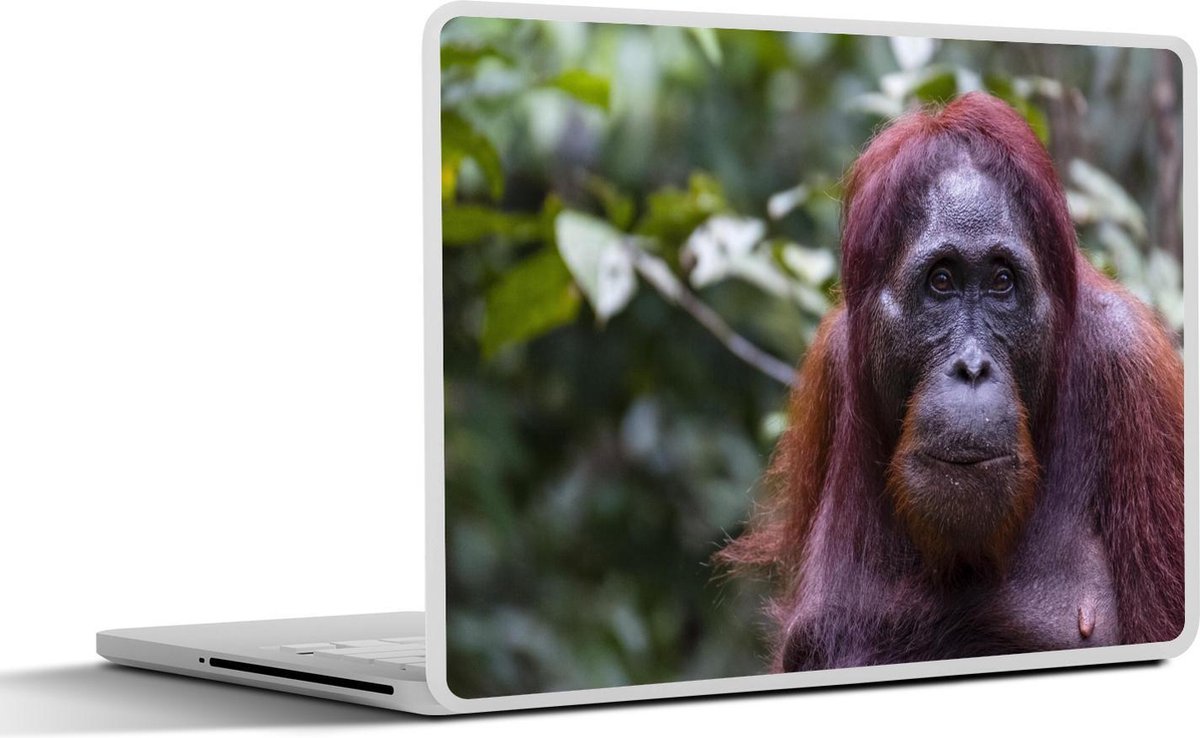 Laptop sticker - 10.1 inch -  een Orang-Oetan in het Nationaal Park Tanjung Puting op Borneo