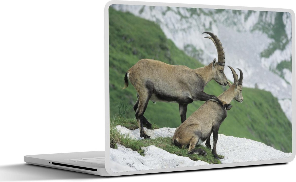 Laptop sticker - 10.1 inch - Alpensteenbok legt poot over schouder andere geit