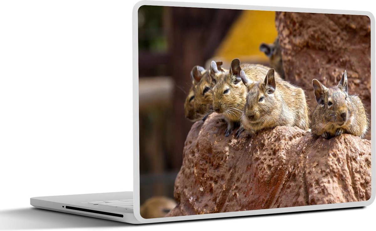 Laptop sticker - 10.1 inch - Aantal Octodon bridgeses op een rots