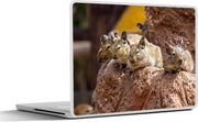Laptop sticker - 10.1 inch - Aantal Octodon bridgeses op een rots