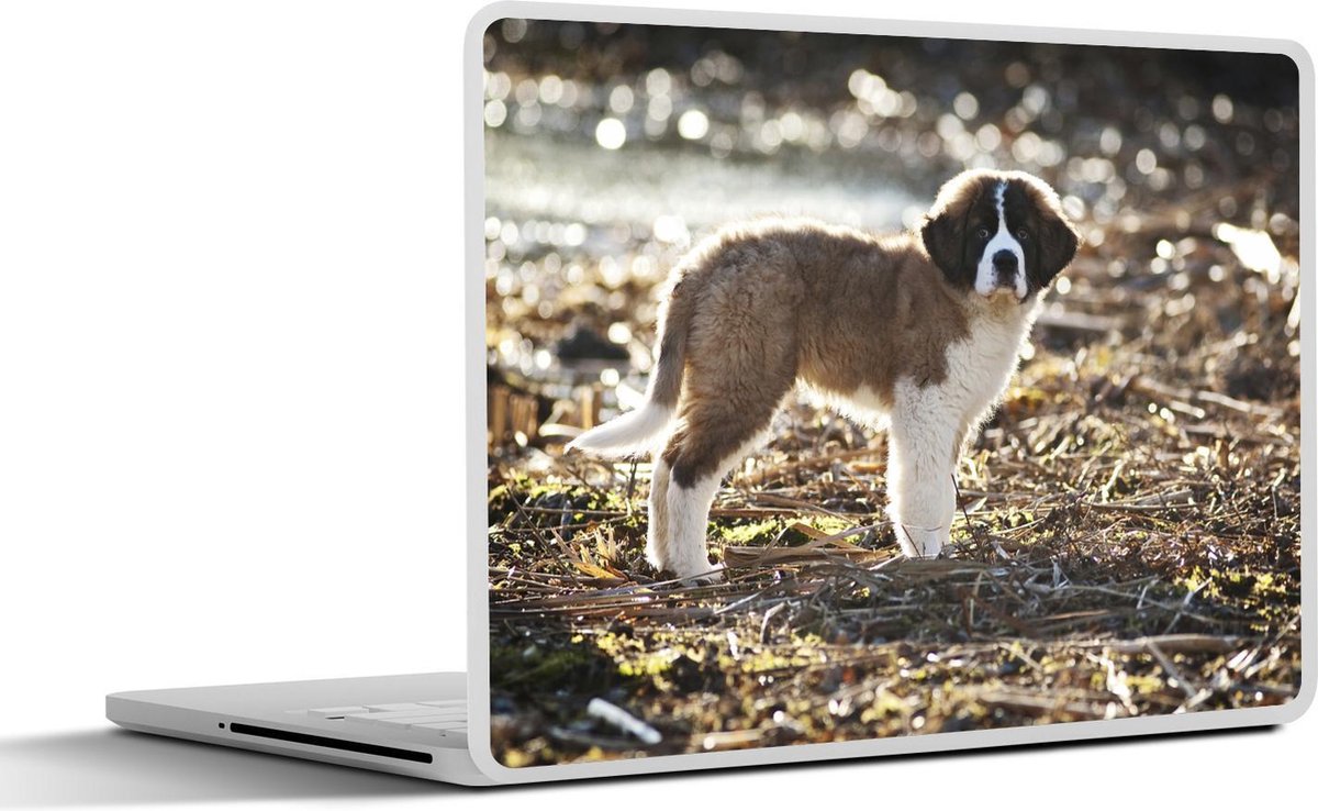 Laptop sticker - 10.1 inch - In de camera kijkende Sint Bernard puppie
