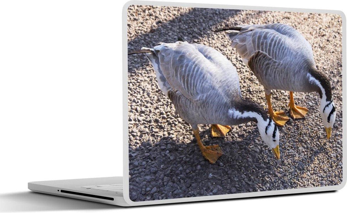 Laptop sticker - 10.1 inch - Indische ganzen opzoek naar voedsel