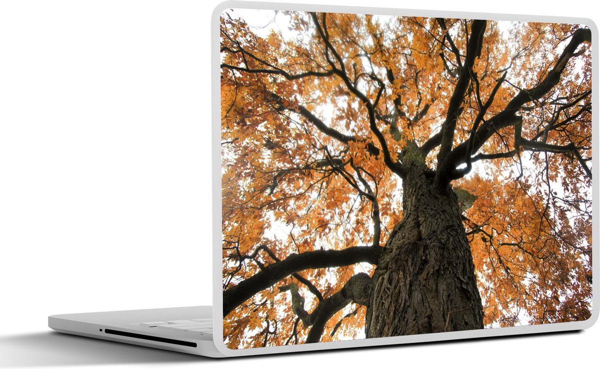 Laptop sticker - 10.1 inch - Amerikaanse kastanjeboom tijdens de herfst