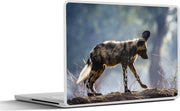 Laptop sticker - 10.1 inch - Afrikaanse wilde hond pup in Nationaal Park Mana Pools in Zimbabwe