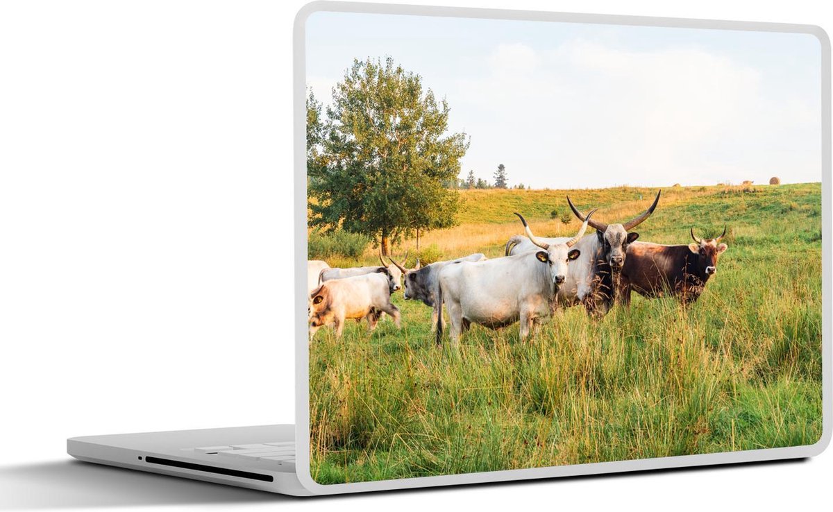 Laptop sticker - 10.1 inch - Aantal Watusirunden in een weiland