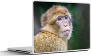 Laptop sticker - 10.1 inch -  een makaak aap