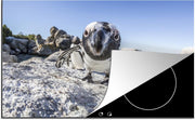 Luxe inductie beschermer Boulders Beach - 78x52 cm - Close-up van Pinguïn op Boulders Beach  - inductiebeschermer