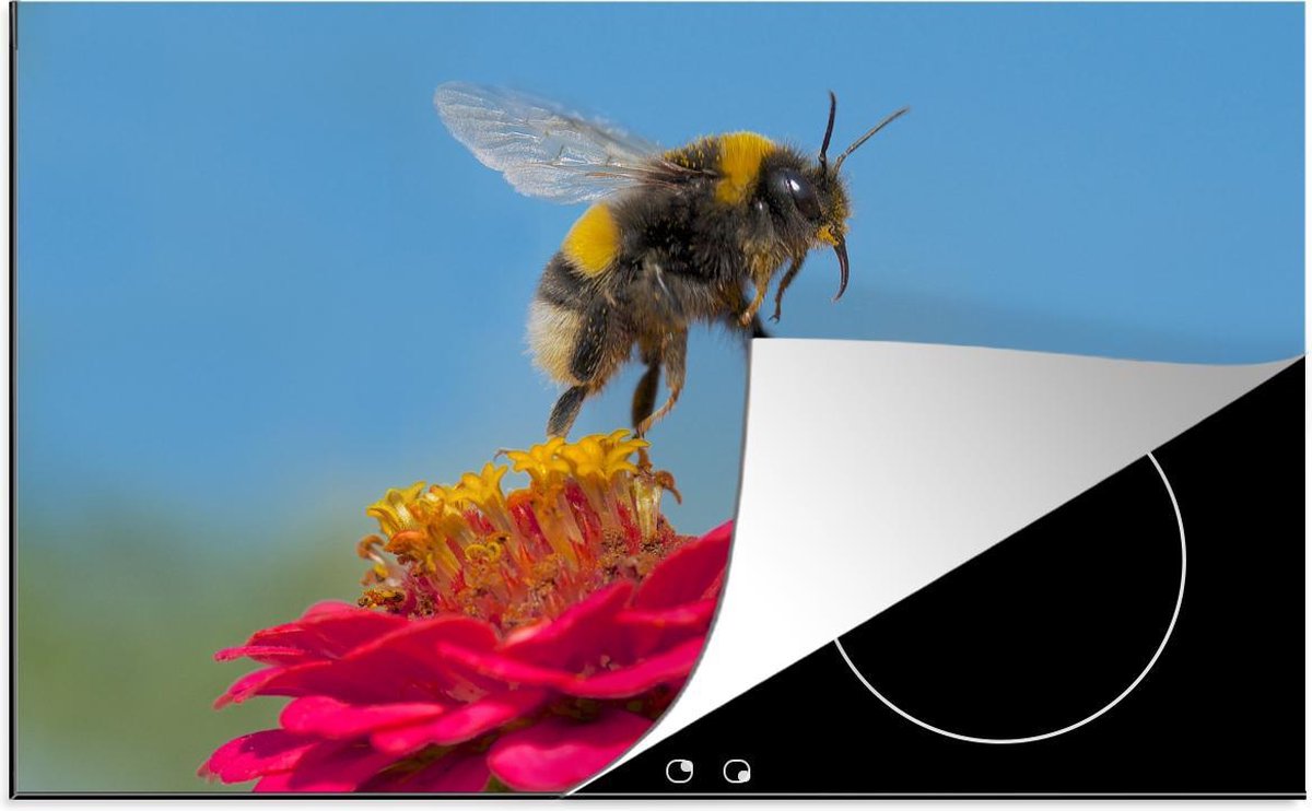 Luxe inductie beschermer Hommel - 80x52 cm - Hommel zwevend boven roze Zinnia plant  - inductiebeschermer
