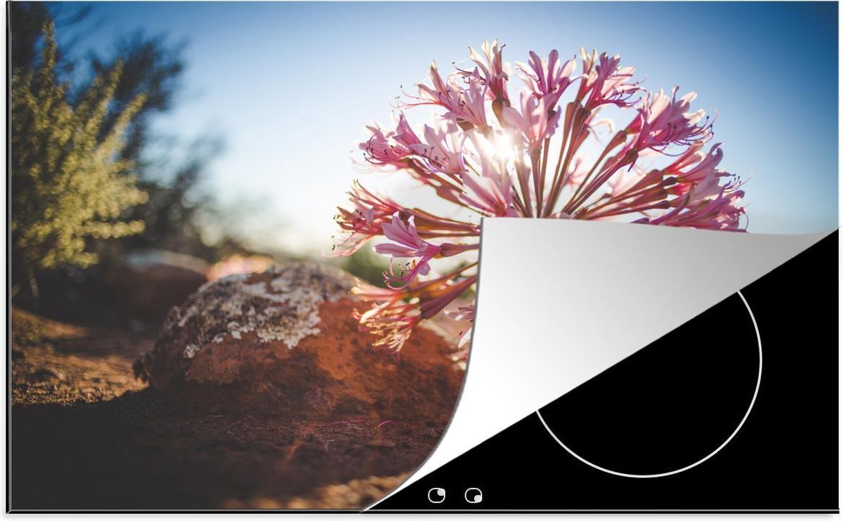 Luxe inductie beschermer Brunsvigia bosmaniae - 78x52 cm - Roze bloem in zon  - inductiebeschermer