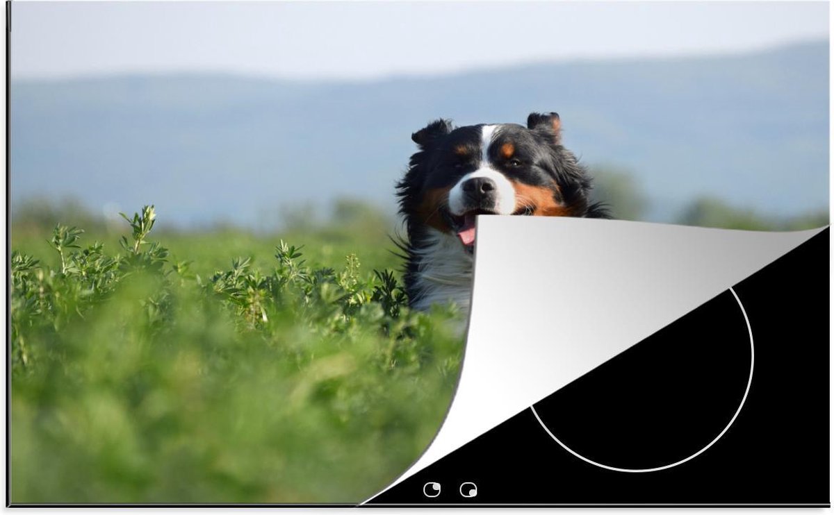 Luxe inductie beschermer Berner Sennenhond - 75x52 cm - Berner Sennenhond tussen hoge gras  - inductiebeschermer