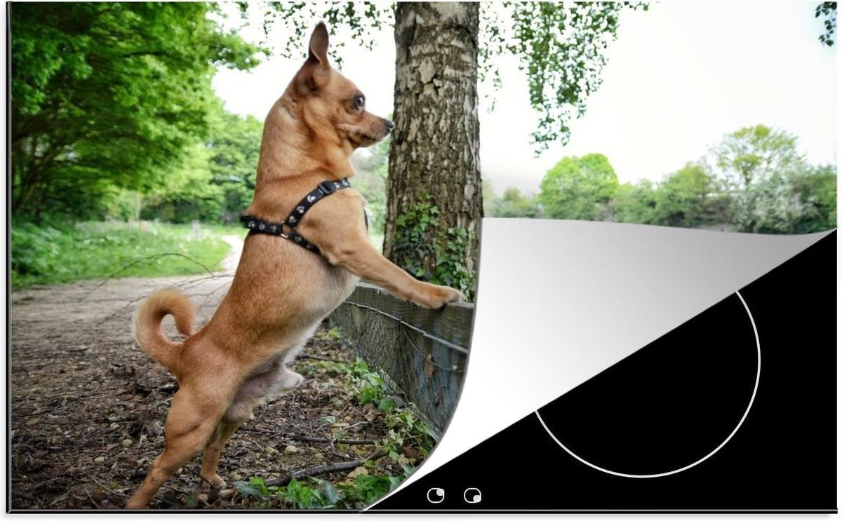 Luxe inductie beschermer Chihuahua - 80x52 cm - Chihuahua kijkend over gras  - inductiebeschermer