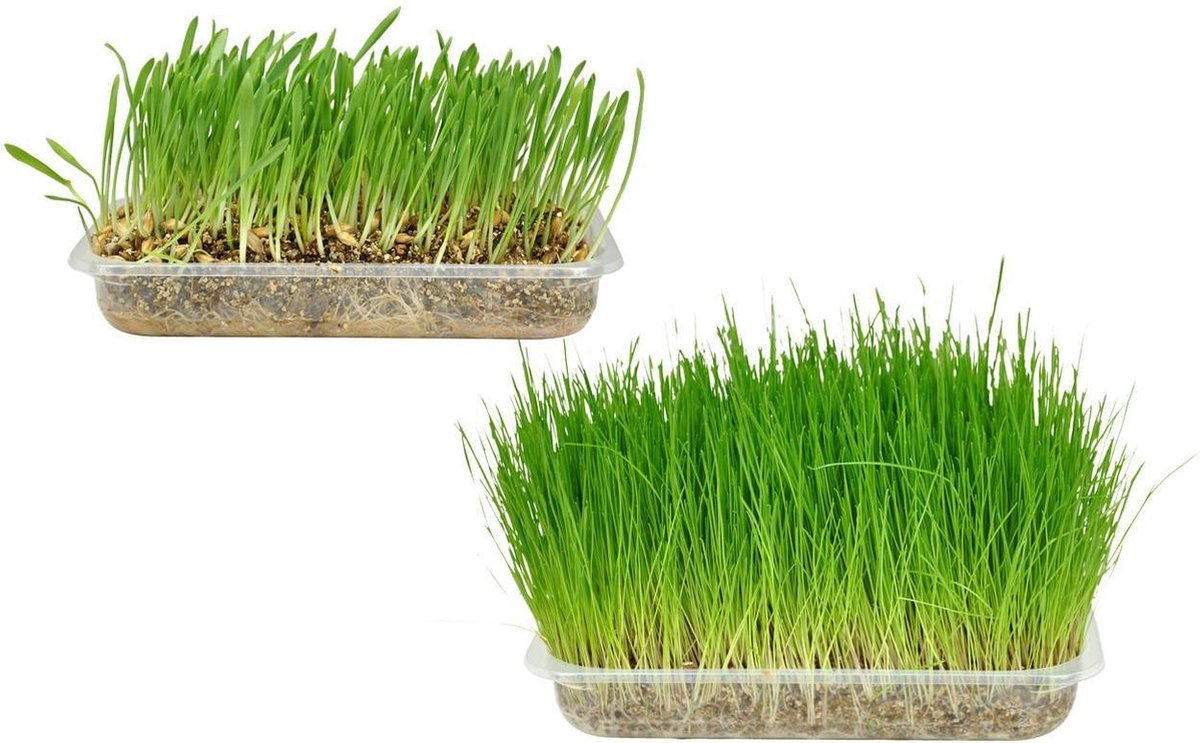 Cat grass herba