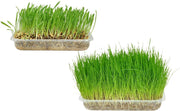 Cat grass herba
