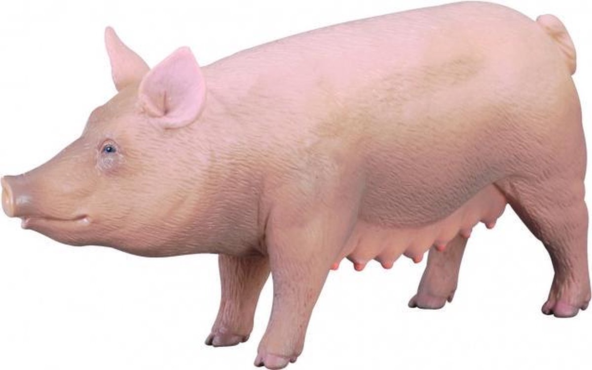 BOERDERIJDIEREN: VARKEN 10 x 4.5 cm