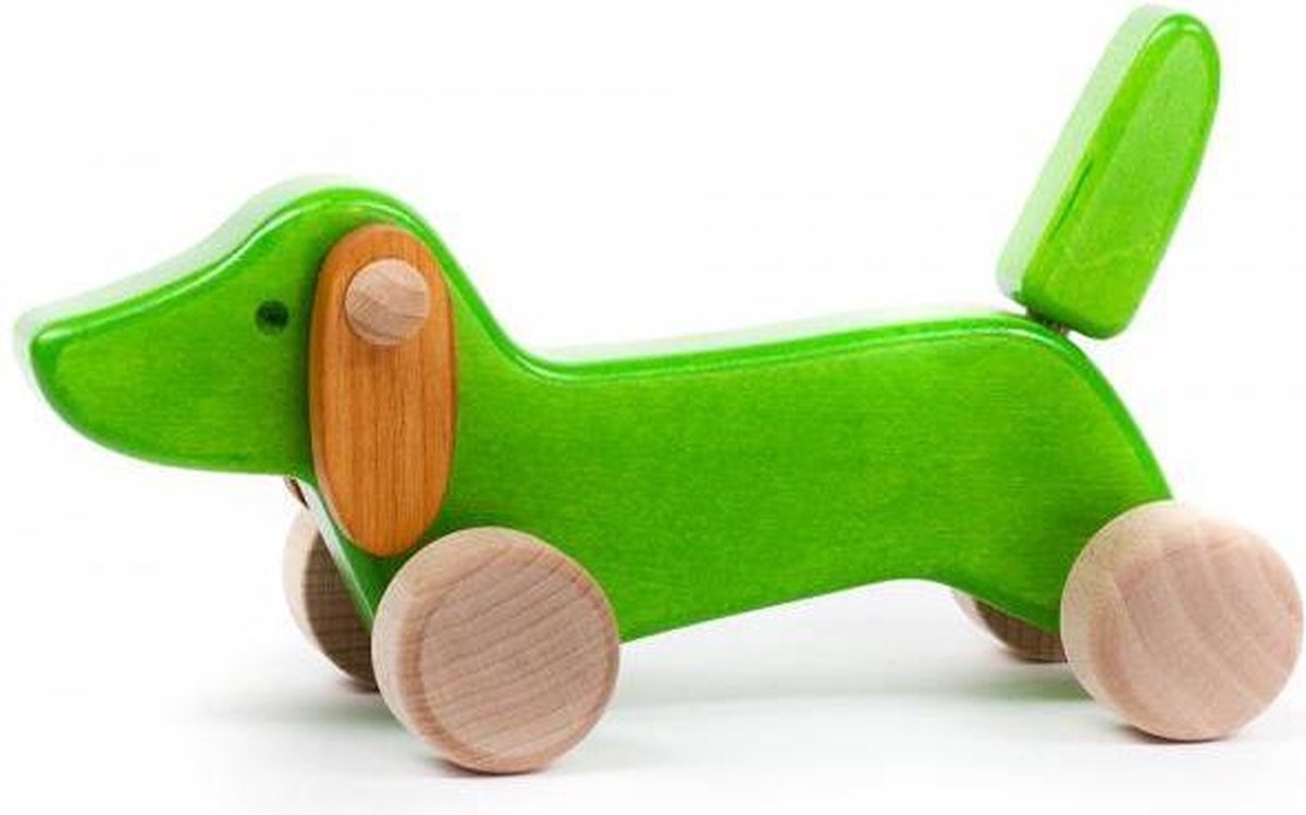 Bajo Dachshund puppy Green