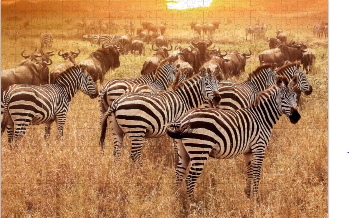 Zebra op Afrikaanse Savanne – Puzzel 252 Stukjes | Natuur Wild – Zebra Puzzel