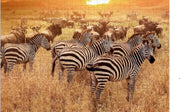 Zebra op Afrikaanse Savanne – Puzzel 252 Stukjes | Natuur Wild – Zebra Puzzel