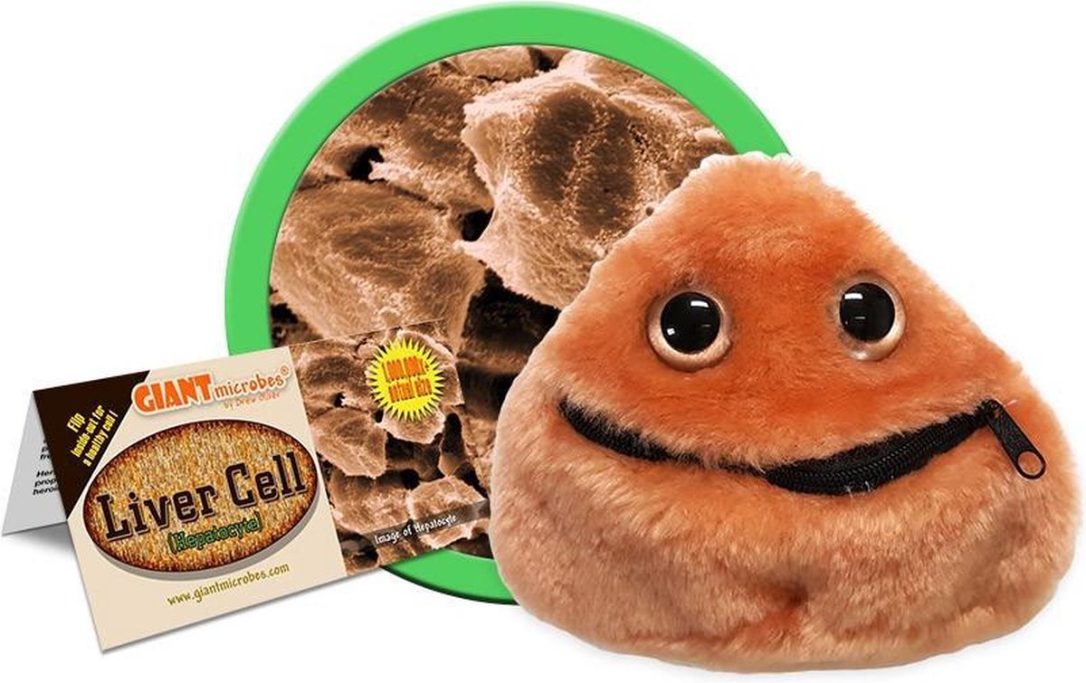 Liver Cell (Hepatocyte)