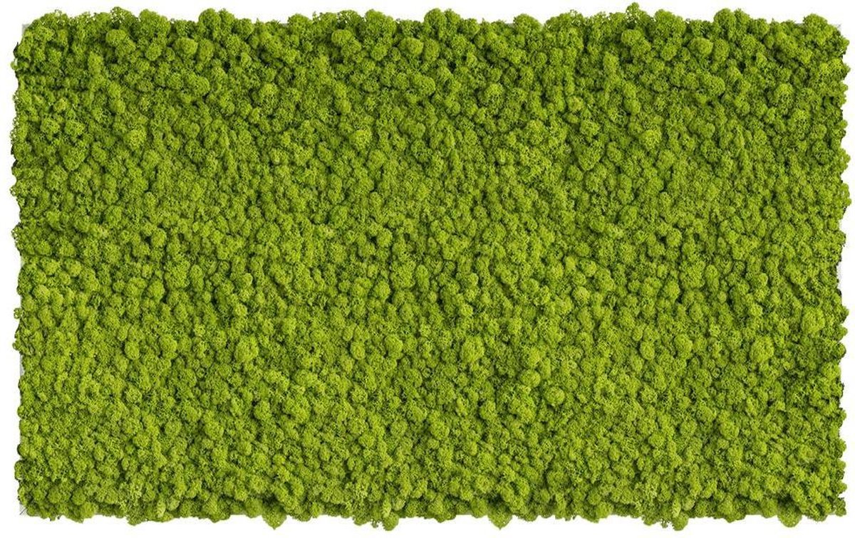 Stylegreen - Reindeer moss 100 x 60 CM