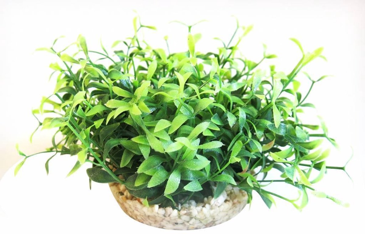 Sydeco amazon vivarium 10cm