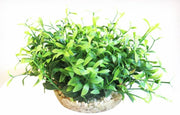 Sydeco amazon vivarium 10cm