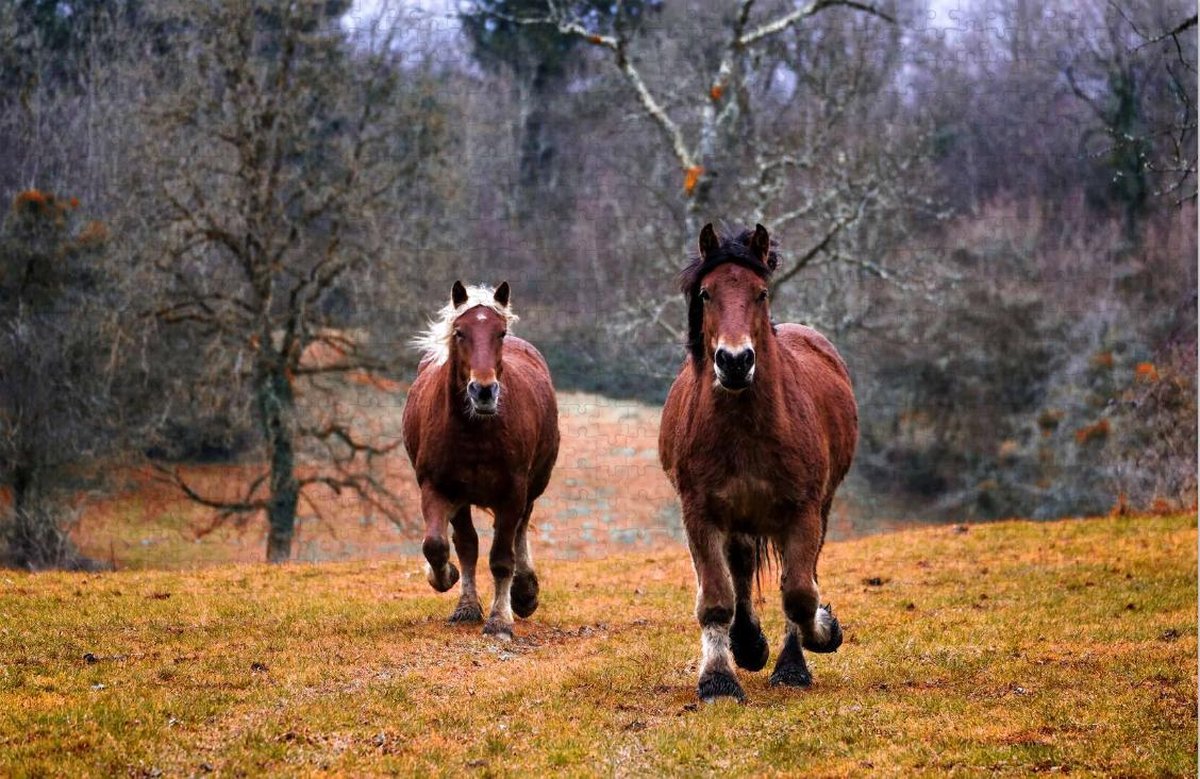 Paarden in de Natuur - Moeilijke Puzzel 1000 Stukjes | Dieren - Paard - Natuur