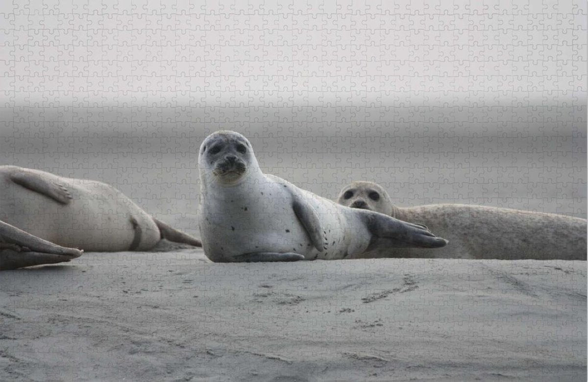 Zeehond in de natuur - Moeilijke Legpuzzel 1000 Stukjes | Strand - Natuur - Grijze Zeehond