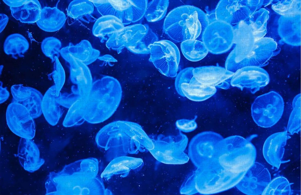 Blauwe Kwallen - Zeekwallen - Moeilijke Puzzel - Volwassen - 1000 Stukjes