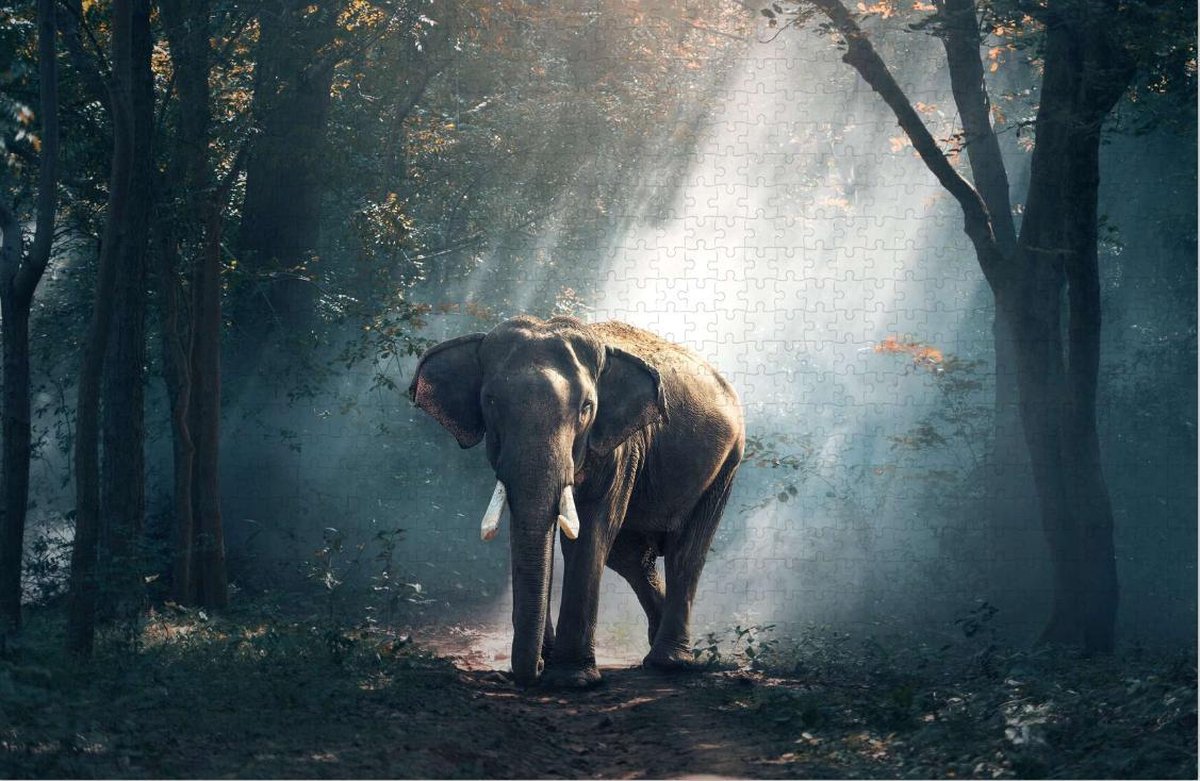 Puzzel met Olifant - Legpuzzel - Moeilijke Puzzel Volwassenen - 1000 Stukjes