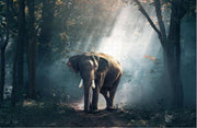 Puzzel met Olifant - Legpuzzel - Moeilijke Puzzel Volwassenen - 1000 Stukjes