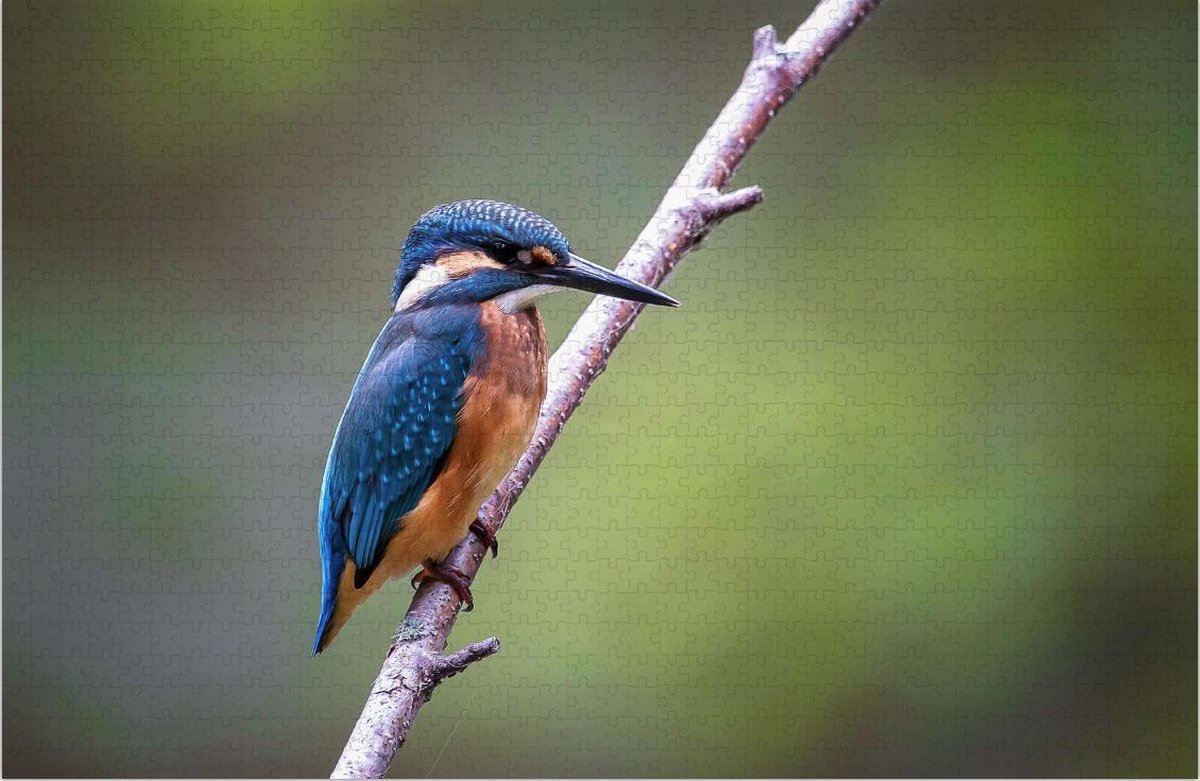 IJsvogel in de Natuur - Moeilijke Puzzel 1000 Stukjes | Vogel - Ijsvogel