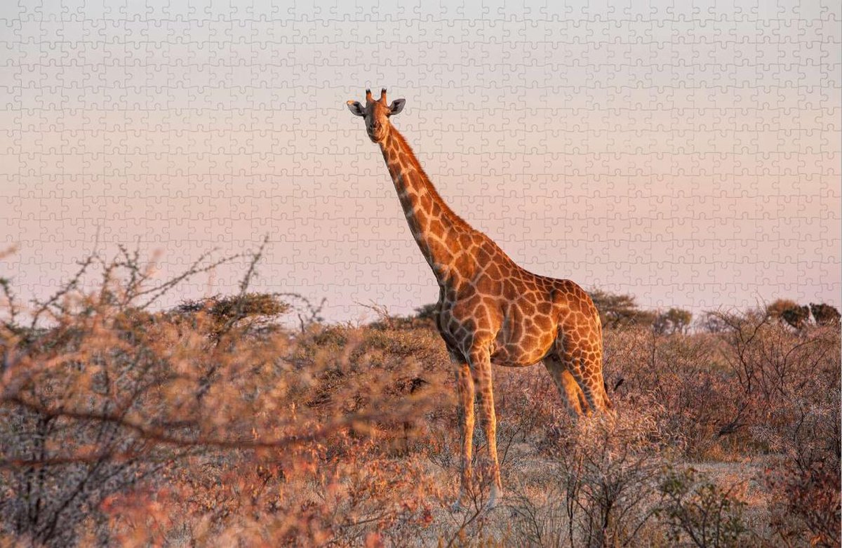Giraffe in Afrika - Moeilijke Legpuzzel 1000 stukjes | Safari - Natuur Wild - Giraffe Puzzel - Dier puzzel