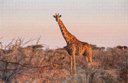Giraffe in Afrika - Moeilijke Legpuzzel 1000 stukjes | Safari - Natuur Wild - Giraffe Puzzel - Dier puzzel