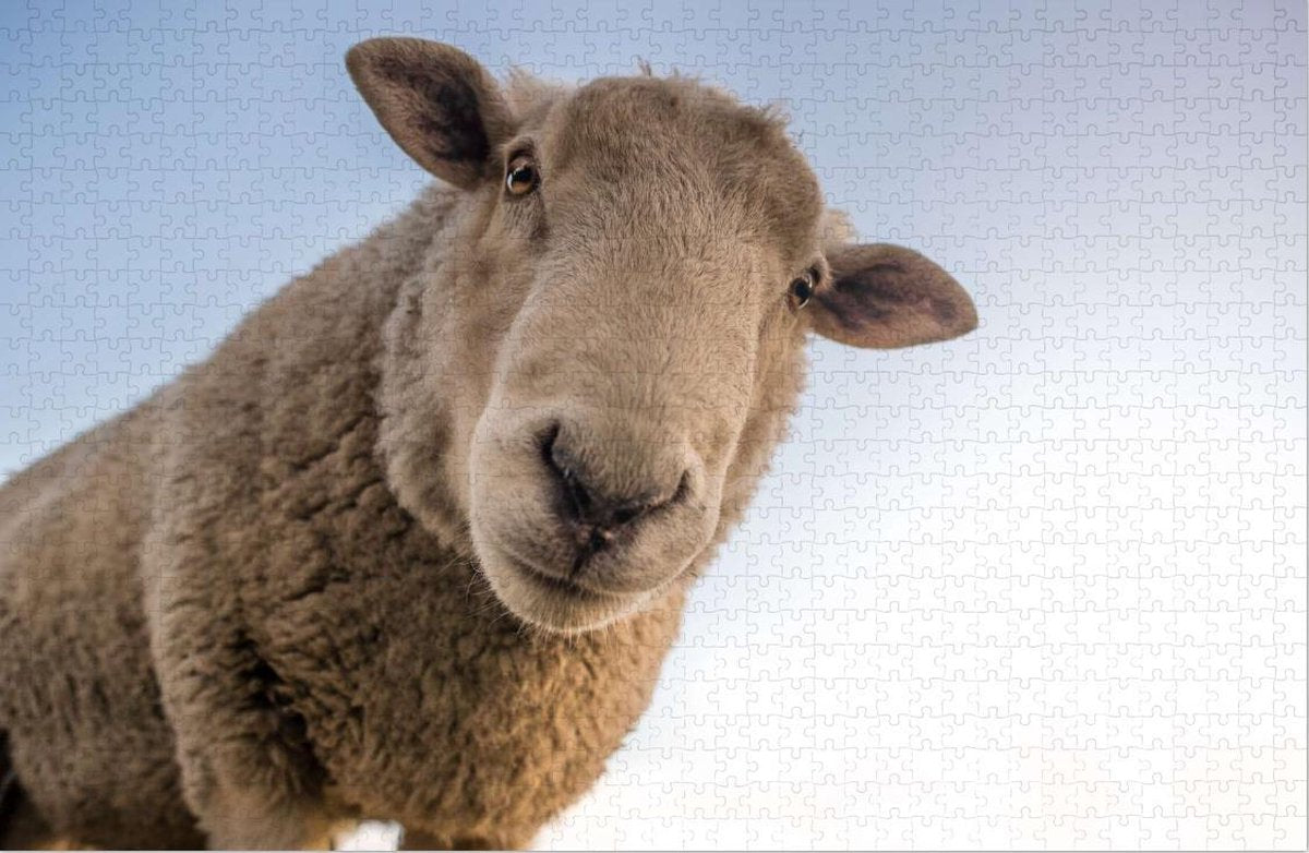 Schaap maakt Selfie - Moeilijke Legpuzzel 1000 Stukjes | Schaap Puzzel - Dieren - Selfie