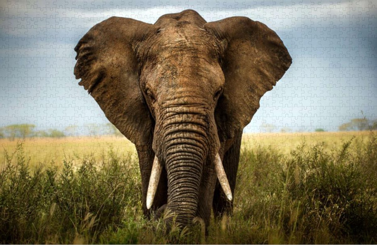 Olifant op de Afrikaanse Savanne - Natuur Moeilijke Legpuzzel 1000 stukjes