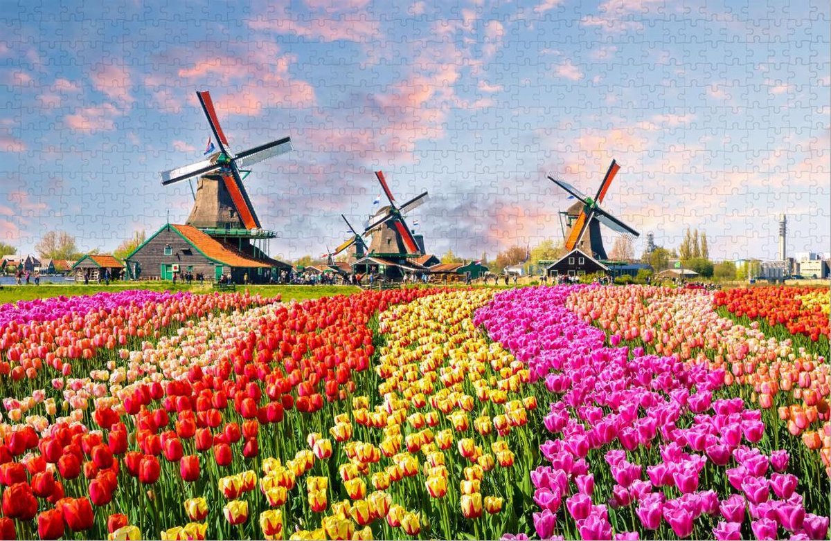 Traditionele Nederlandse Windmolens in de Tulpen - Moeilijke Puzzel 1000 Stukjes | Zaandam - Tulpenveld - Nederland