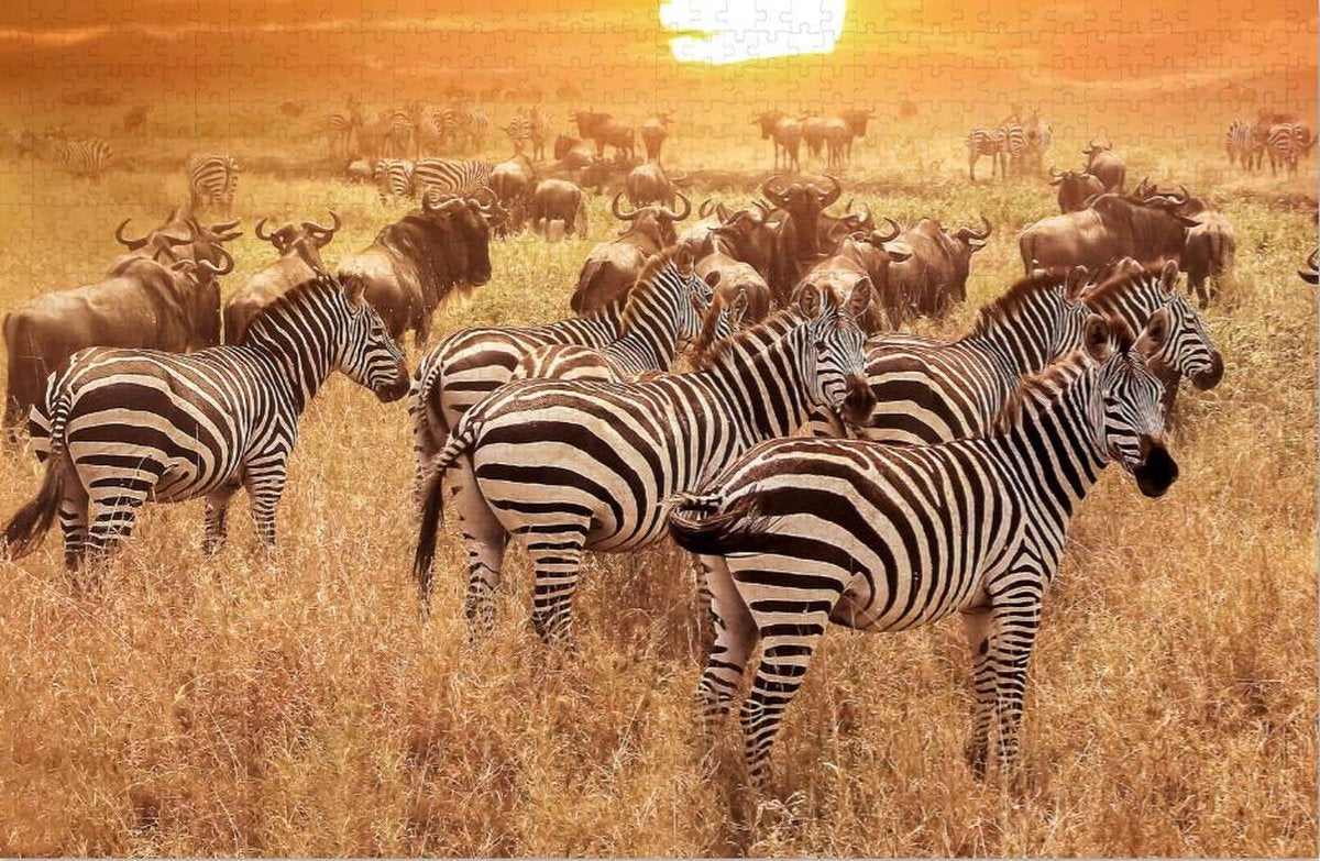 Zebra op Afrikaanse Savanne – Moeilijke Puzzel 1000 Stukjes | Natuur Wild – Zebra Puzzel