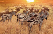 Zebra op Afrikaanse Savanne – Moeilijke Puzzel 1000 Stukjes | Natuur Wild – Zebra Puzzel