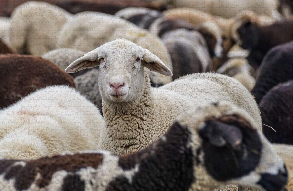 Schaap in Kudde Schapen - moeilijke Puzzel 1000 Stukjes | Schapen - Dieren