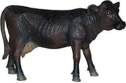 Animal classic - Angus koe