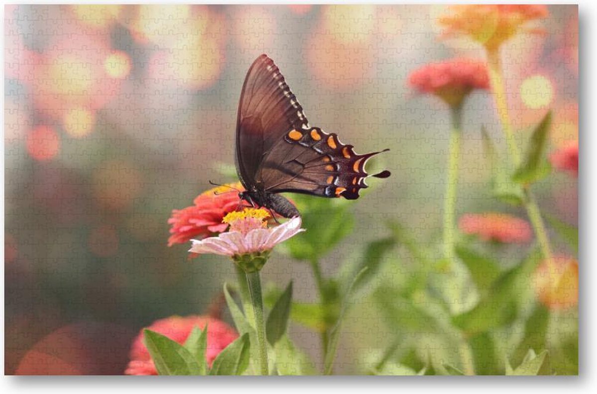 Kleine zwarte satyrium vlinder op een roze bloem - 1000 Stukjes puzzel voor volwassenen - Dieren - Natuur - Bloemen