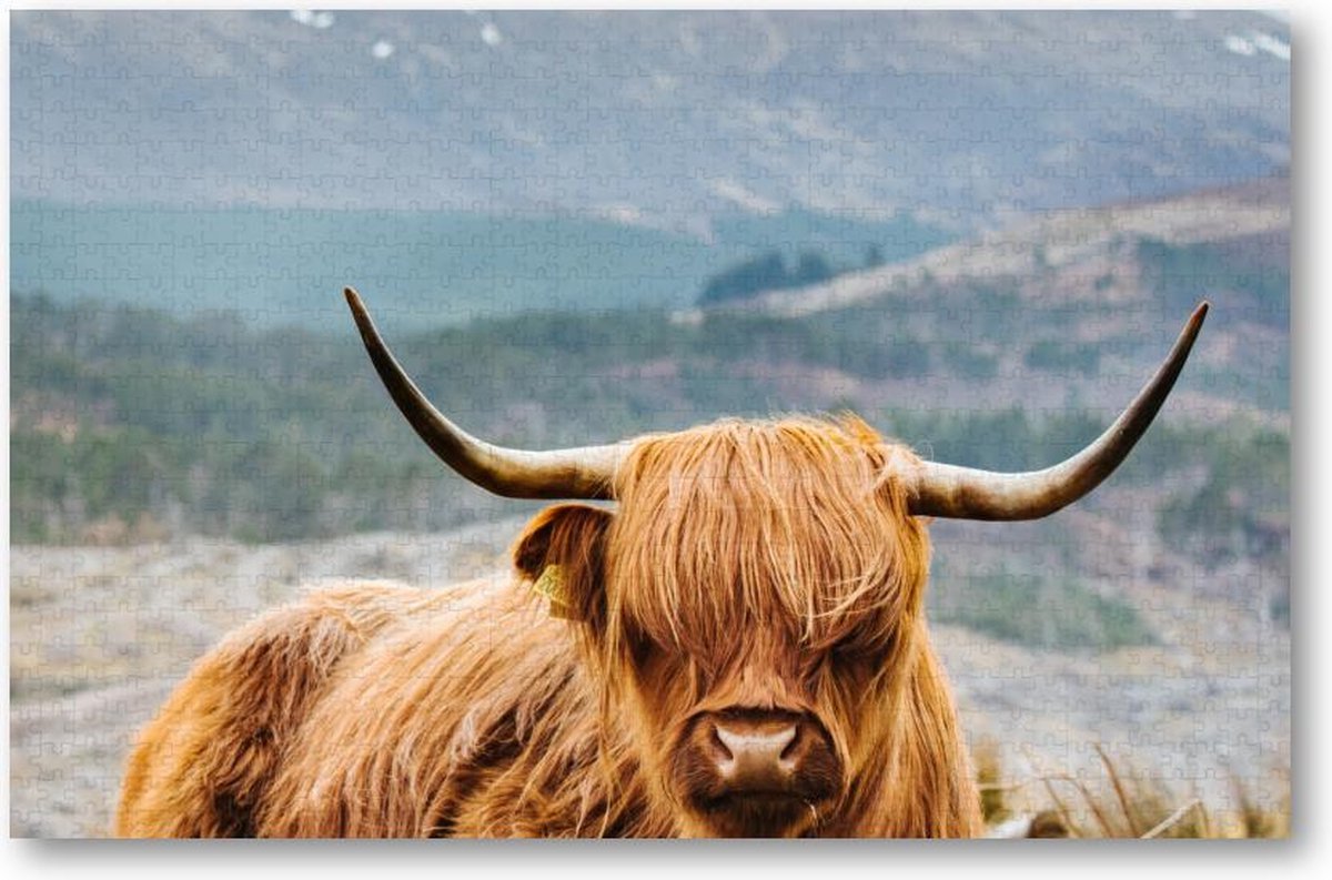 Schotse Hooglander - 1000 Stukjes puzzel voor volwassenen - Besteposter - Dieren - Natuur