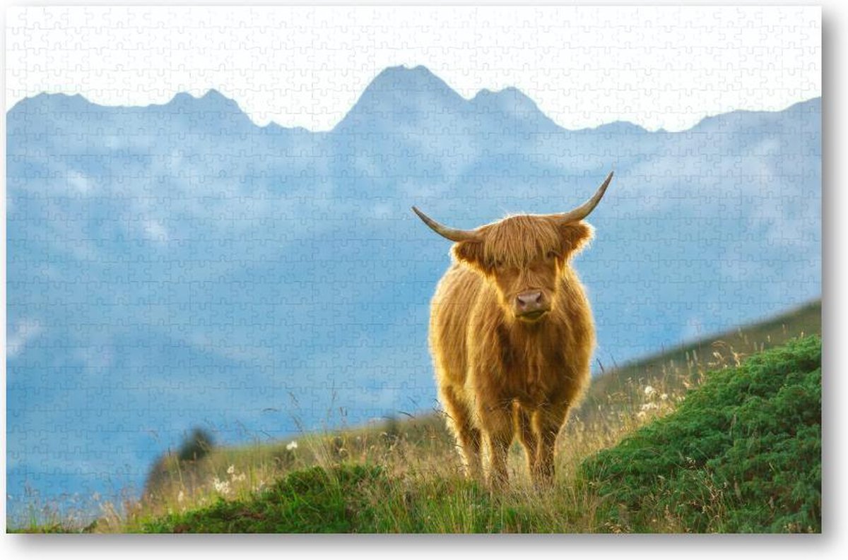 Schattige Schotse Hooglander - 1000 Stukjes puzzel voor volwassenen - Dieren - Natuur