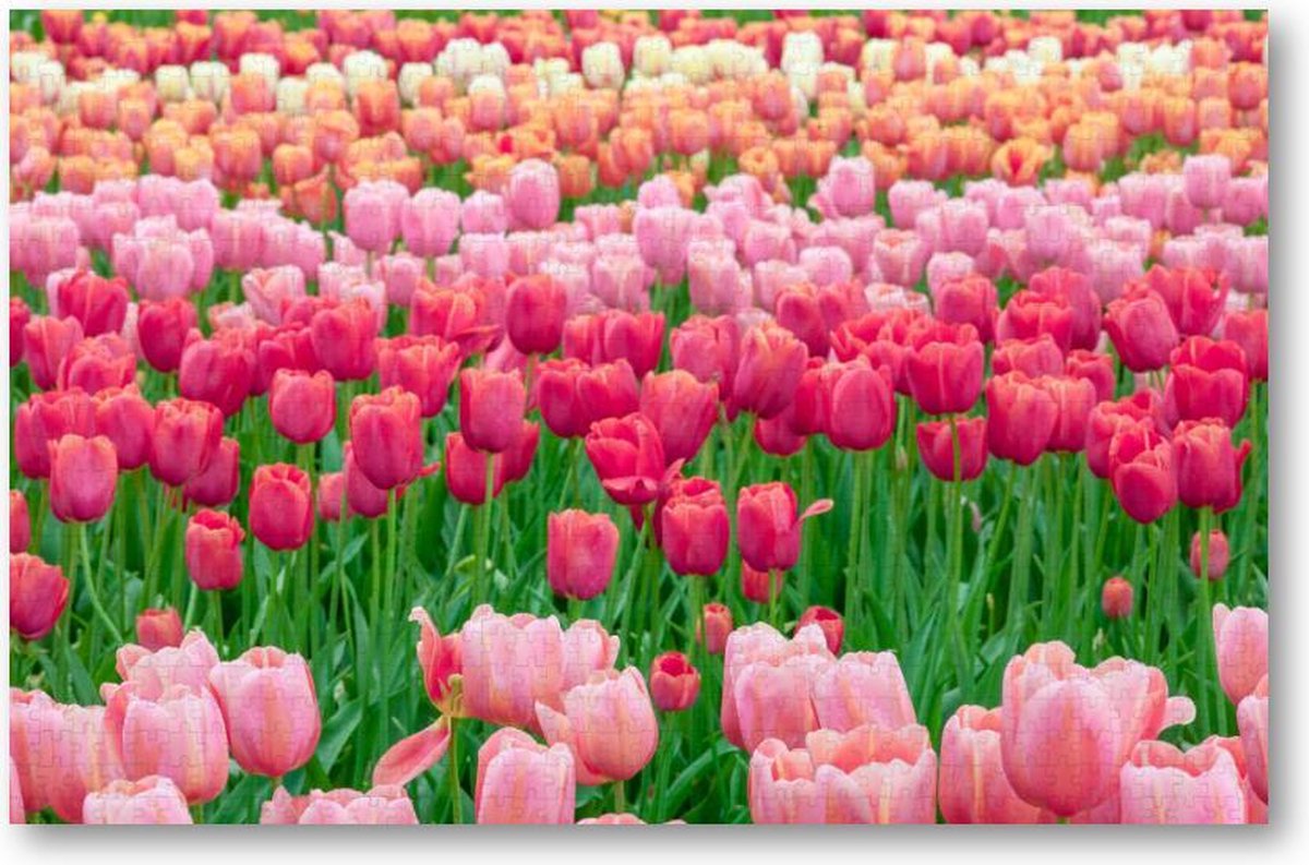 Tulpenveld in Nederland - 1000 Stukjes puzzel voor volwassenen - Landschap - Natuur - Bloemen