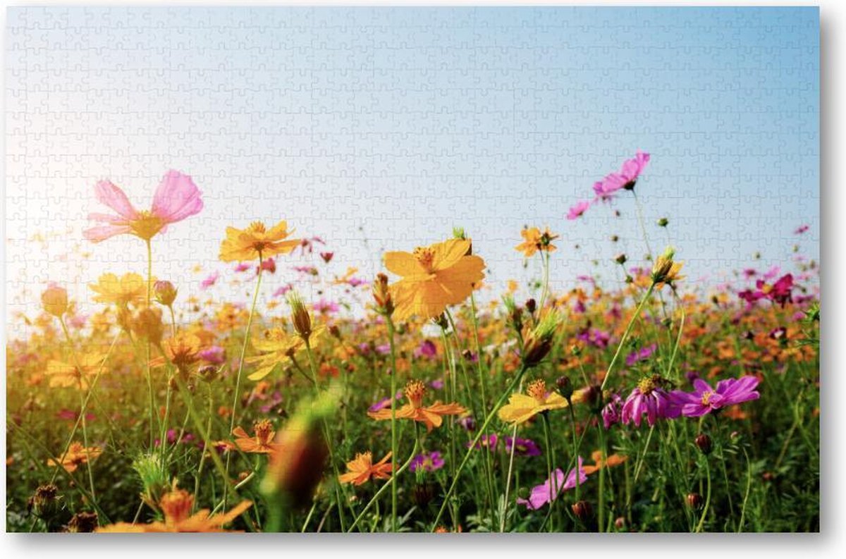 Bloemen in veld met zonsondergang - 1000 Stukjes puzzel voor volwassenen - Natuur - Bloemen