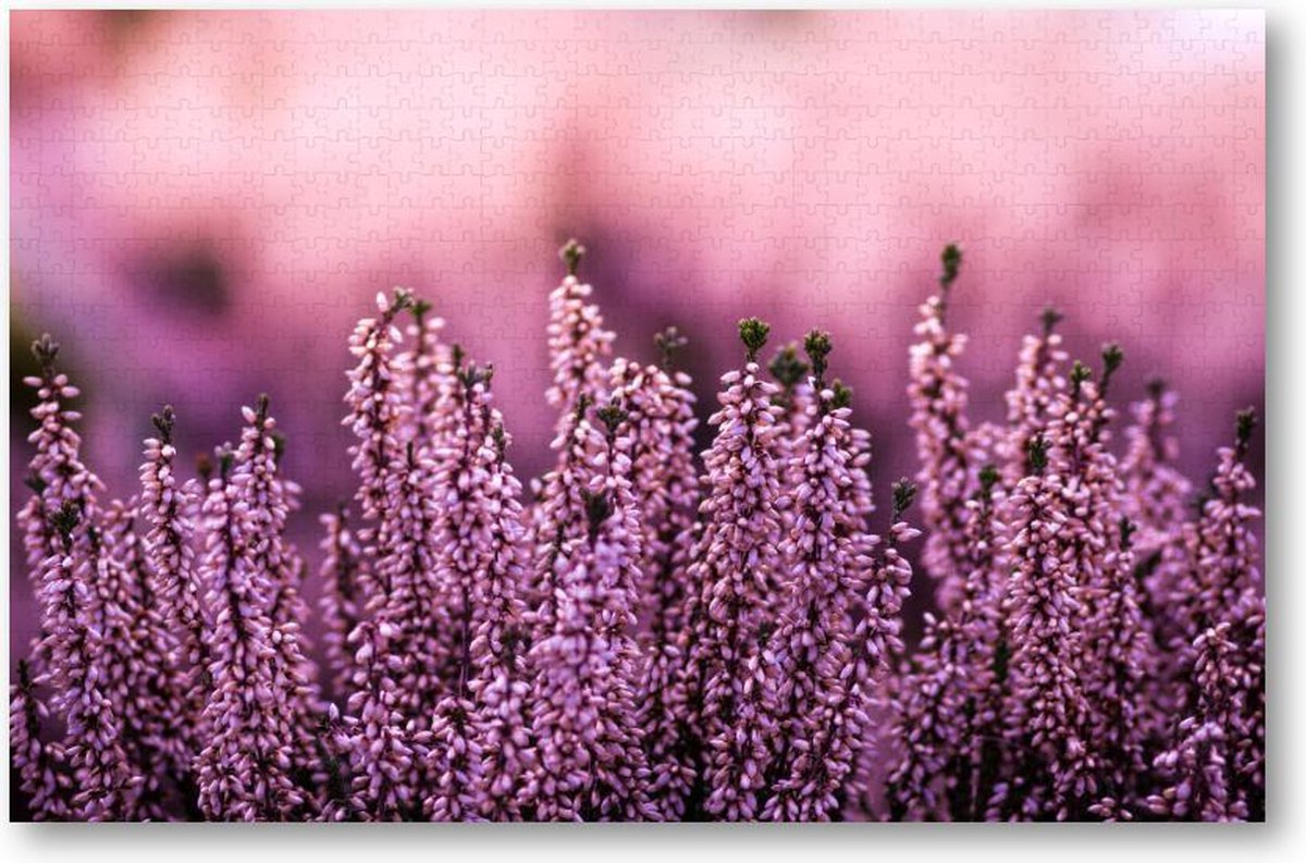 Lavendel in een lavendelveld - 1000 Stukjes puzzel voor volwassenen - Natuur - Bloemen
