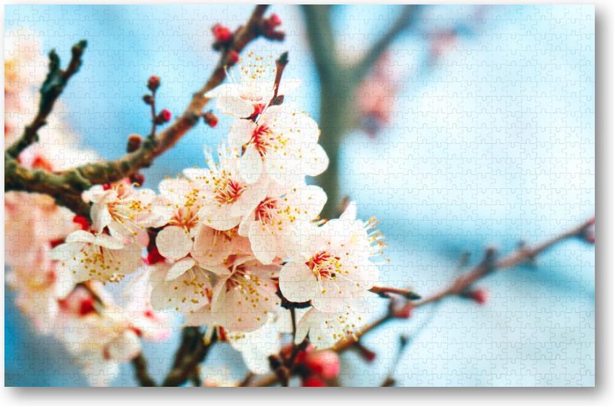 Abrikozenboom met prachtig gekleurde bloemen - 1000 Stukjes puzzel voor volwassenen - Natuur - Bloemen